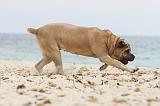 CANE CORSO 637